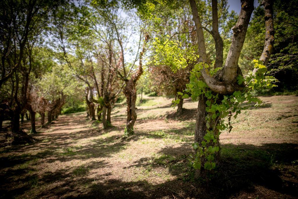 شقة Borgo Al Teto La Vite كاستيجليون فيورنتينو المظهر الخارجي الصورة